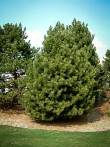 Сосна Чёрная (Pinus Nigra) купить по цене от 270.00р. в интернет-магазине «Посадика» с доставкой почтой в в Сенгилейе и по всей России – [изображение №1].