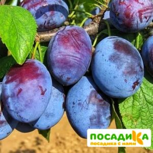 Слива Чачакская ранняя купить по цене от 229.00р. в интернет-магазине «Посадика» с доставкой почтой в в Сенгилейе и по всей России – [изображение №1].