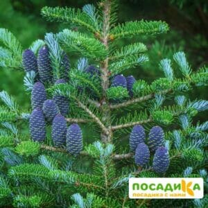 Пихта корейская (Abies koreana) купить по цене от 450.00р. в интернет-магазине «Посадика» с доставкой почтой в в Сенгилейе и по всей России – [изображение №1].