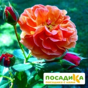 Роза Арабия купить по цене от 350.00р. в интернет-магазине «Посадика» с доставкой почтой в в Сенгилейе и по всей России – [изображение №1].