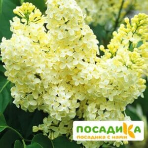 Сирень Примроуз (Primrose) купить по цене от 529.00р. в интернет-магазине «Посадика» с доставкой почтой в в Сенгилейе и по всей России – [изображение №1].