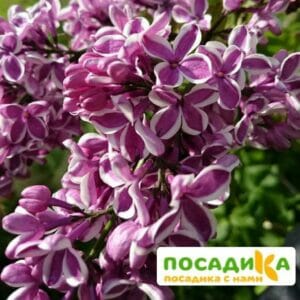 Сирень Сенсация купить по цене от 529.00р. в интернет-магазине «Посадика» с доставкой почтой в в Сенгилейе и по всей России – [изображение №1].