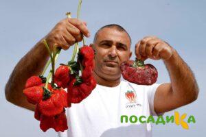 Клубника Гигант Джорнея купить по цене от 266р. в интернет-магазине «Посадика» с доставкой почтой в в Сенгилейе и по всей России – [изображение №1].