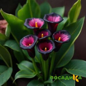 Калла Аура Лейс купить по цене от 400р. в интернет-магазине «Посадика» с доставкой почтой в в Сенгилейе и по всей России – [изображение №1].