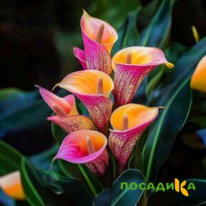 Калла Оникс купить по цене от 450р. в интернет-магазине «Посадика» с доставкой почтой в в Сенгилейе и по всей России – [изображение №1].