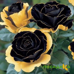 Роза Ханни Сикл купить по цене от 700р. в интернет-магазине «Посадика» с доставкой почтой в в Сенгилейе и по всей России – [изображение №1].