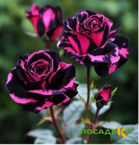 Роза Багровый Шепот купить по цене от 366р. в интернет-магазине «Посадика» с доставкой почтой в в Сенгилейе и по всей России – [изображение №1].