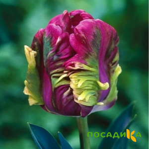 Тюльпан Экзотик Хэвен купить по цене от 186р. в интернет-магазине «Посадика» с доставкой почтой в в Сенгилейе и по всей России – [изображение №1].