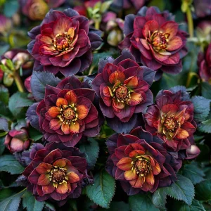 Морозник Сноу Дроп купить по цене от 348р. в интернет-магазине «Посадика» с доставкой почтой в в Сенгилейе и по всей России – [изображение №1].