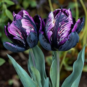 Тюльпан Блэк Каньон купить по цене от 305р. в интернет-магазине «Посадика» с доставкой почтой в в Сенгилейе и по всей России – [изображение №1].